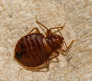 Bed Bug Identification in your area
