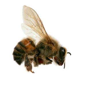 Africanized Honey Bee up close white background