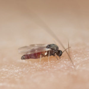 Black Fly on skin up close 