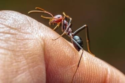 Closeup of a Fire Ant on a finger