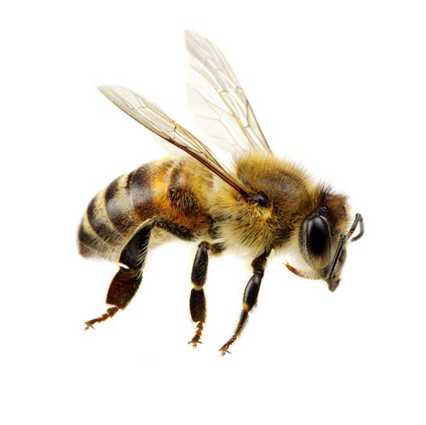 Honey Bee up close white background