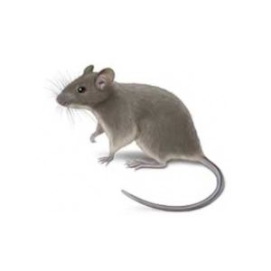 House Mouse up close white background