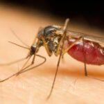 a mosquito on a person's arm consuming a blood meal