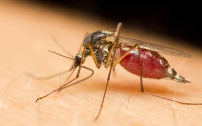 a mosquito on a person's arm consuming a blood meal