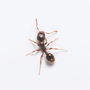 Pavement Ant up close white background