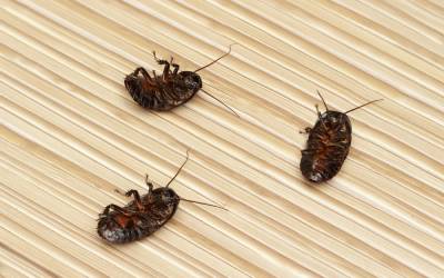 three dead roaches on an interior floor