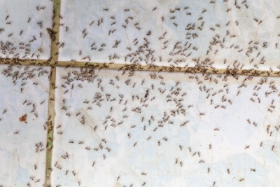 swarm of ants on a white tiled floor
