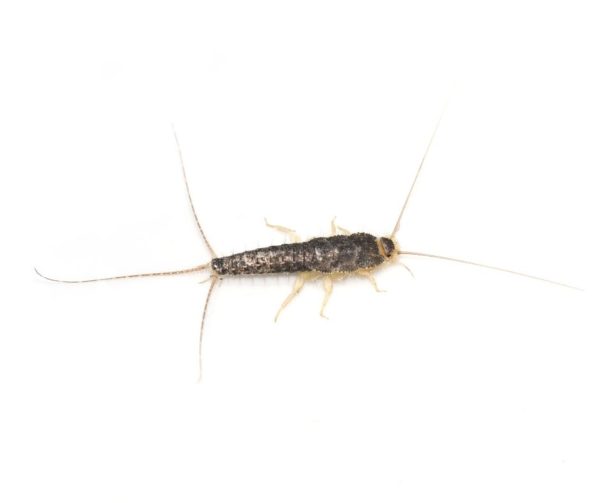 Silverfish up close white background