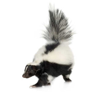 Skunk white background