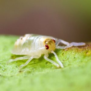 Spider Mite up close on leaf